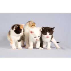 Cats The Perfect Companion